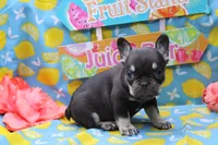 Nikolas, a male French Bulldog for sale in Weaubleau, MO – 6 of 6
