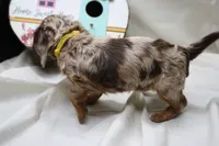 Khloe, a female Miniature Dachshund for sale in Weaubleau, MO – 5 of 10