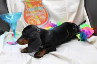 Pine, a male Miniature Dachshund for sale in Weaubleau, MO – 3 of 10