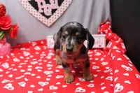 Narcissa, a female Miniature Dachshund for sale in Weaubleau, MO – Photo 8 of 10