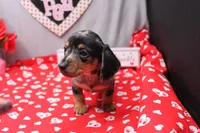 Narcissa, a female Miniature Dachshund for sale in Weaubleau, MO – Photo 10 of 10