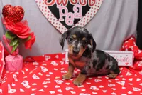 Narcissa, a female Miniature Dachshund for sale in Weaubleau, MO – Photo 7 of 10