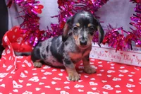 Narcissa, a female Miniature Dachshund for sale in Weaubleau, MO – Photo 1 of 10
