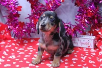 Narcissa, a female Miniature Dachshund for sale in Weaubleau, MO – Photo 4 of 10