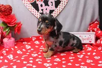 Narcissa, a female Miniature Dachshund for sale in Weaubleau, MO – Photo 6 of 10