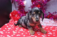Narcissa, a female Miniature Dachshund for sale in Weaubleau, MO – Photo 3 of 10