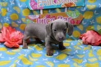 Whimsy, a female Miniature Dachshund for sale in Weaubleau, MO – 8 of 10