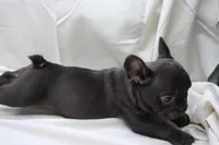 Cade, a male French Bulldog for sale in Weaubleau, MO – 7 of 10