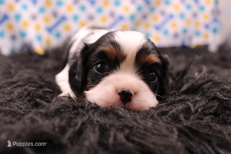 Treasure – Cavalier King Charles Spaniel puppy for sale in Weaubleau, MO