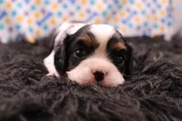 Treasure, a female Cavalier King Charles Spaniel for sale in Weaubleau, MO – 1 of 8