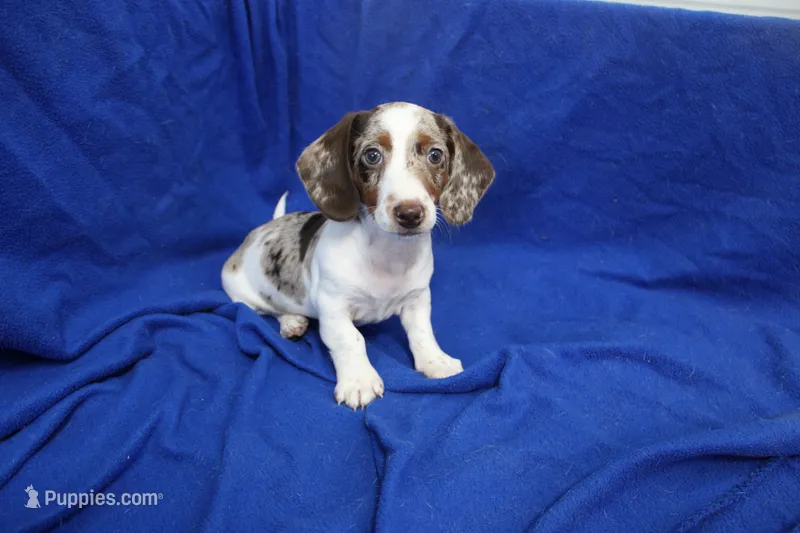 Eli – Miniature Dachshund puppy for sale in Weaubleau, MO