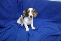 Eli, a male Miniature Dachshund for sale in Weaubleau, MO – 1 of 10