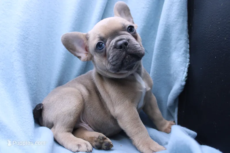 Pat – French Bulldog puppy for sale in Weaubleau, MO