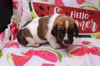 Freyja, a female Basset Hound for sale in Weaubleau, MO – 2 of 6