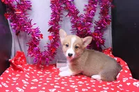 Lakon, a male Pembroke Welsh Corgi for sale in Weaubleau, MO – Photo 3 of 10