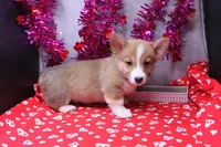 Lakon, a male Pembroke Welsh Corgi for sale in Weaubleau, MO – Photo 4 of 10