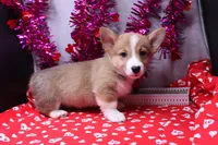 Lakon, a male Pembroke Welsh Corgi for sale in Weaubleau, MO – Photo 2 of 10