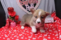 Lakon, a male Pembroke Welsh Corgi for sale in Weaubleau, MO – Photo 6 of 10