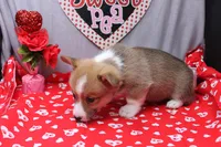 Lakon, a male Pembroke Welsh Corgi for sale in Weaubleau, MO – Photo 9 of 10