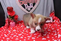 Lakon, a male Pembroke Welsh Corgi for sale in Weaubleau, MO – Photo 10 of 10