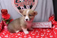Lakon, a male Pembroke Welsh Corgi for sale in Weaubleau, MO – Photo 7 of 10
