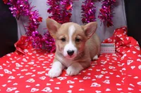 Lakon, a male Pembroke Welsh Corgi for sale in Weaubleau, MO – Photo 1 of 10