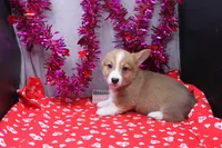 Lakon, a male Pembroke Welsh Corgi for sale in Weaubleau, MO – Photo 5 of 10