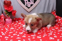 Lakon, a male Pembroke Welsh Corgi for sale in Weaubleau, MO – Photo 8 of 10