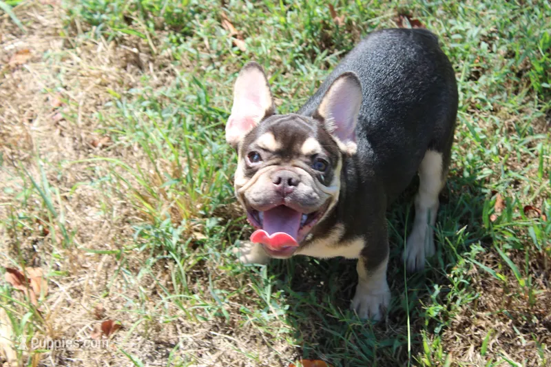 Nathe – French Bulldog puppy for sale in Weaubleau, MO