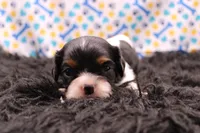 Tucker, a male Cavalier King Charles Spaniel for sale in Weaubleau, MO – 7 of 8