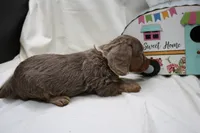 Penny, a female Miniature Dachshund for sale in Weaubleau, MO – 6 of 10