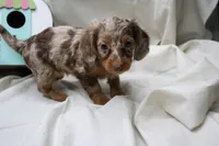 Khloe, a female Miniature Dachshund for sale in Weaubleau, MO – 3 of 10