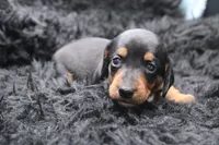 Rain, a female Miniature Dachshund for sale in Weaubleau, MO – 3 of 4