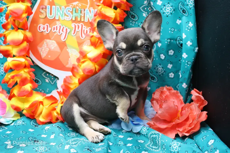 Ned – French Bulldog puppy for sale in Weaubleau, MO