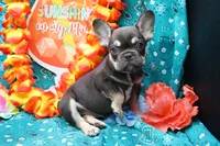 Ned, a male French Bulldog for sale in Weaubleau, MO – 1 of 9