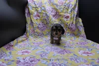 Squish, a male Miniature Dachshund for sale in Weaubleau, MO – 4 of 8