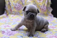 Peyton, a male French Bulldog for sale in Weaubleau, MO – 2 of 10