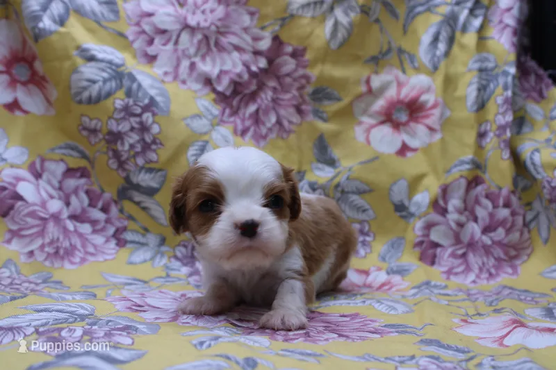 Wilbur – Cavalier King Charles Spaniel puppy for sale in Weaubleau, MO
