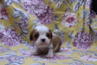 Wilbur, a male Cavalier King Charles Spaniel for sale in Weaubleau, MO – 1 of 4