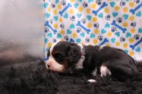 Tinsley, a female Cavalier King Charles Spaniel for sale in Weaubleau, MO – 4 of 9