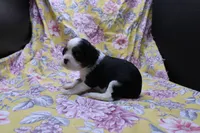 Wisteria, a female Cavalier King Charles Spaniel for sale in Weaubleau, MO – 3 of 4