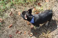 Nikolas, a male French Bulldog for sale in Weaubleau, MO – 10 of 10