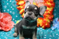 Noble, a male French Bulldog for sale in Weaubleau, MO – 2 of 9