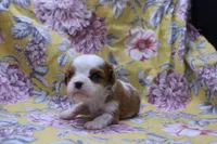 Wilbur, a male Cavalier King Charles Spaniel for sale in Weaubleau, MO – 3 of 4