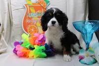 Tobin, a male Cavalier King Charles Spaniel for sale in Weaubleau, MO – 4 of 4
