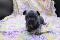 Phil, a male French Bulldog for sale in Weaubleau, MO – 5 of 10