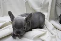 Cedric, a male French Bulldog for sale in Weaubleau, MO – 4 of 9