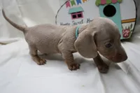 Parker, a male Miniature Dachshund for sale in Weaubleau, MO – 4 of 9