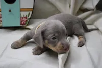 Seraphina, a female Miniature Dachshund for sale in Weaubleau, MO – 7 of 10