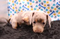 Quorra, a male Miniature Dachshund for sale in Weaubleau, MO – 7 of 8